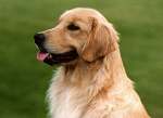sherwood golden retrievers 