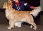 sherwood golden retrievers 