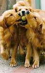 sherwood golden retrievers 