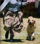 sherwood golden retrievers 