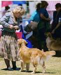 sherwood golden retrievers 