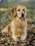 sherwood golden retrievers 