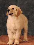 sherwood golden retrievers 