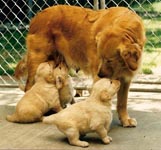 sherwood golden retrievers 