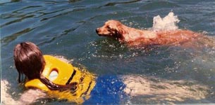 sherwood golden retrievers 