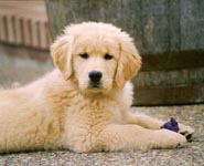 sherwood golden retrievers 