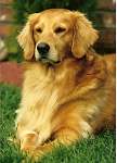 sherwood golden retrievers 