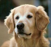 sherwood golden retrievers 