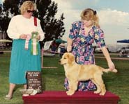sherwood golden retrievers 