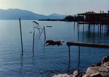 sherwood golden retrievers 