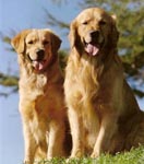 sherwood golden retrievers 