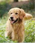 sherwood golden retrievers 