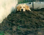 sherwood golden retrievers 