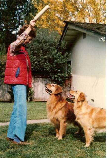 sherwood golden retrievers