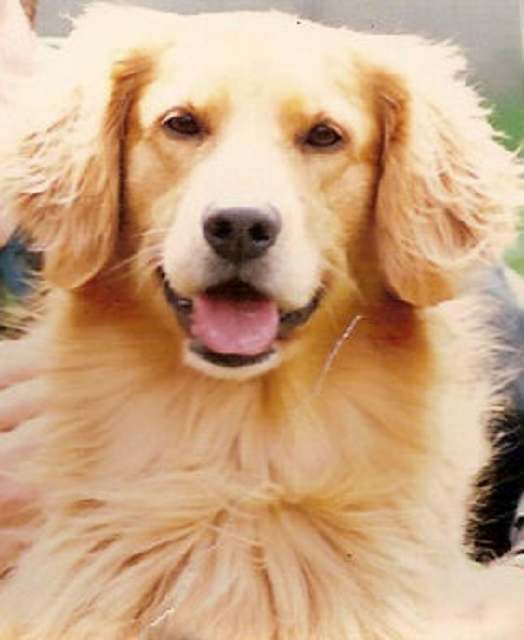 sherwood golden retrievers 