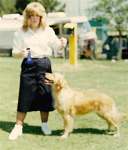 sherwood golden retrievers 