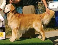 sherwood golden retrievers 