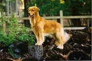 sherwood golden retrievers 