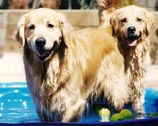 sherwood golden retrievers 