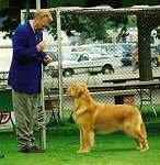 sherwood golden retrievers 