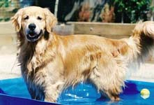 sherwood golden retrievers 