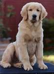 sherwood golden retrievers 
