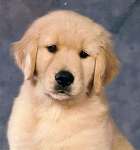 sherwood golden retrievers 