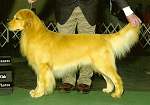 sherwood golden retrievers 