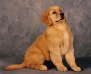sherwood golden retrievers 