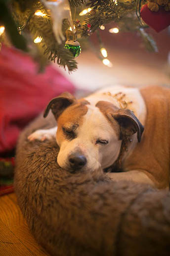 Graci Sherwood's Bulli Bulli