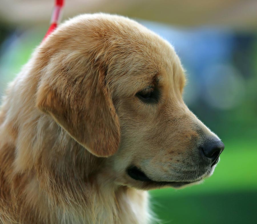 diva, Sherwood's Super Heroine