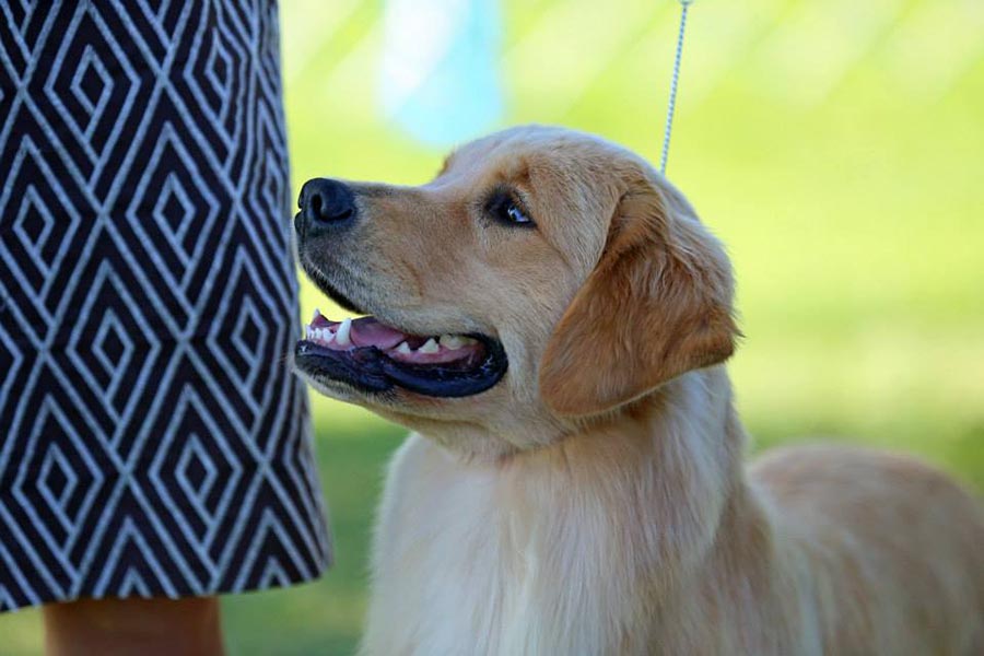 diva, Sherwood's Super Heroine