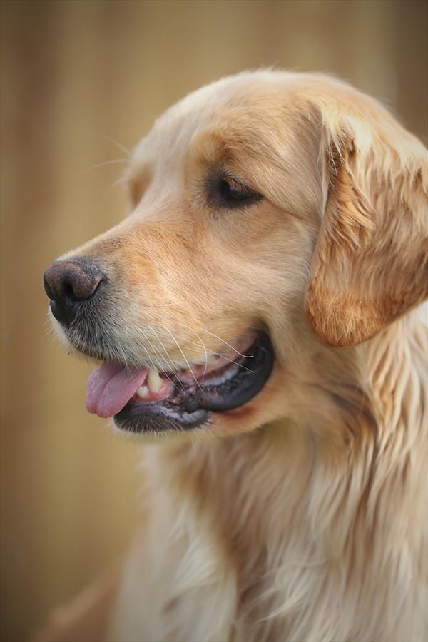 diva, Sherwood's Super Heroine