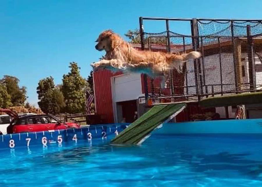 diva, Sherwood's Super Heroine