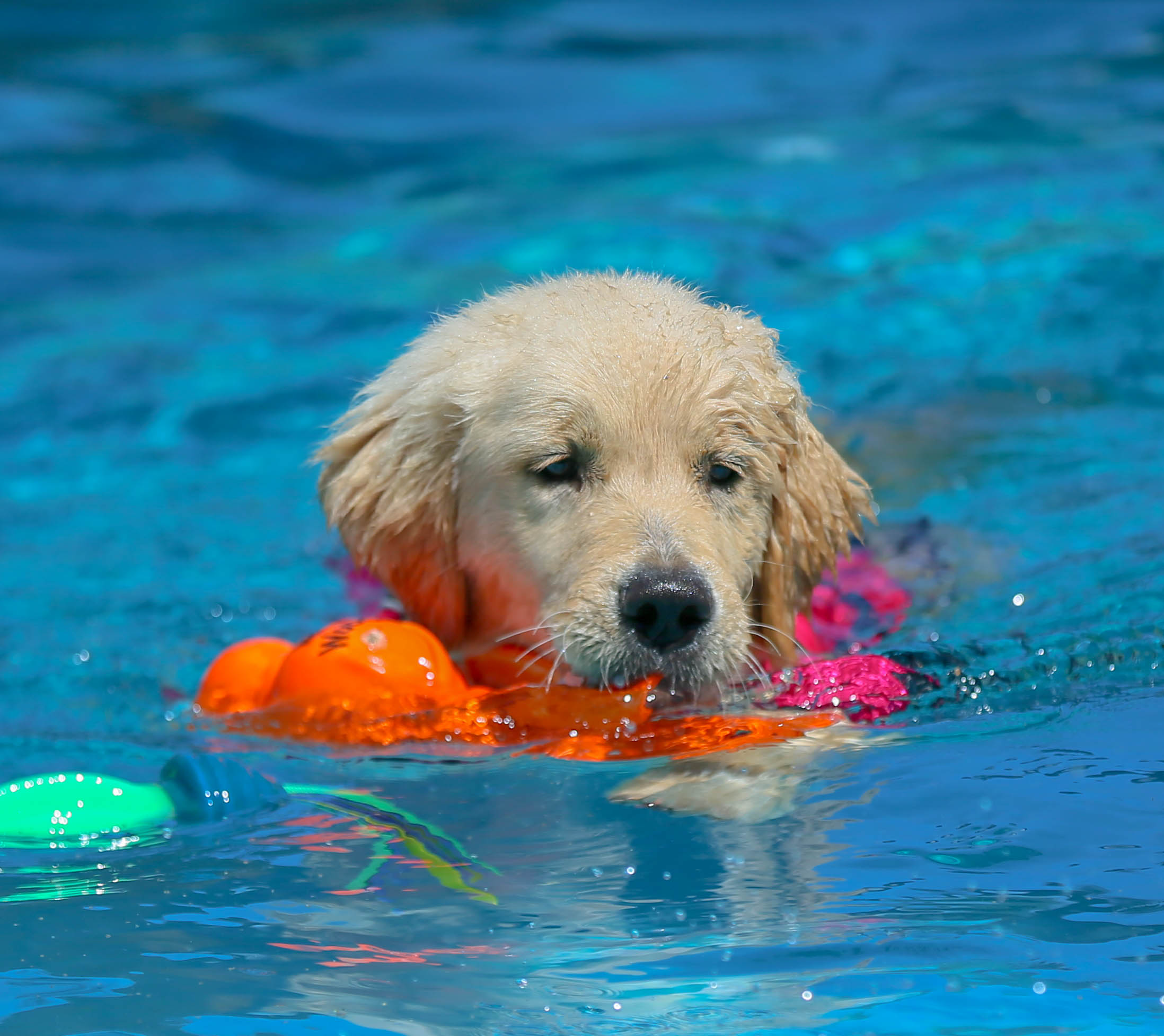 Drew, Sherwood's Unprecedented CGC CGCA CGCU TKI