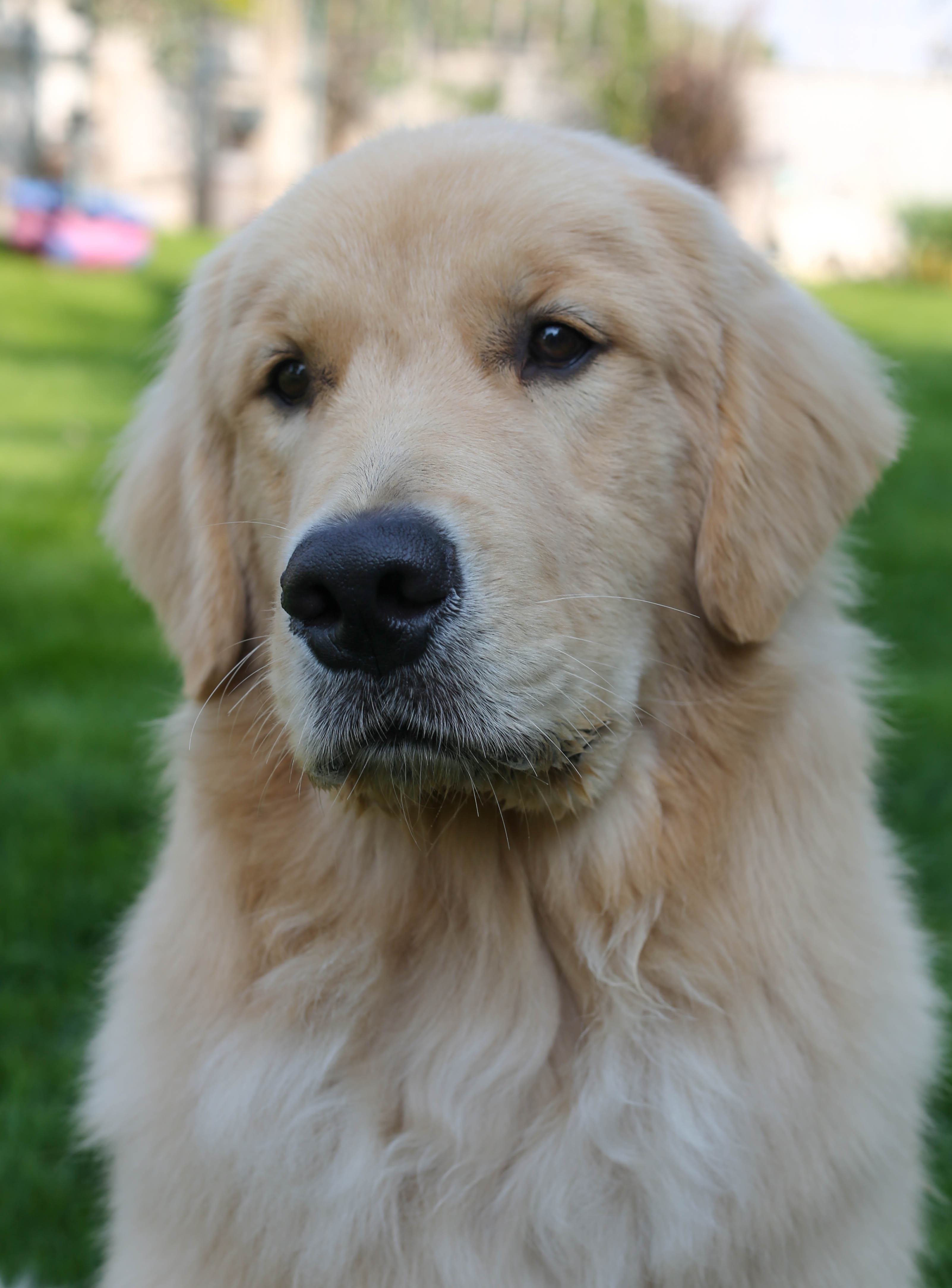 Drew, Sherwood's Unprecendented CGC CGCA CGCU TKI