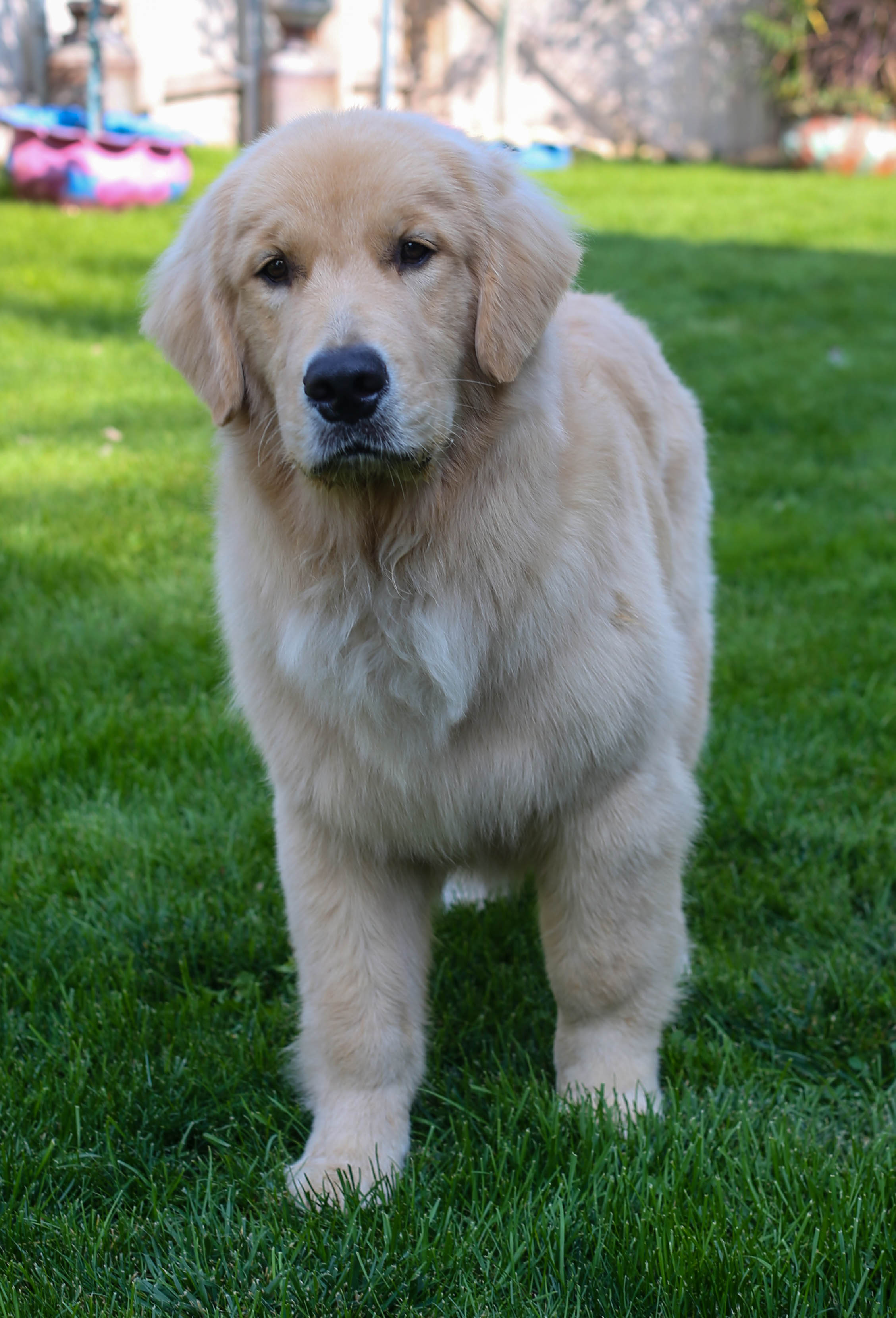 Drew, Sherwood's Unprecendented CGC CGCA CGCU TKI