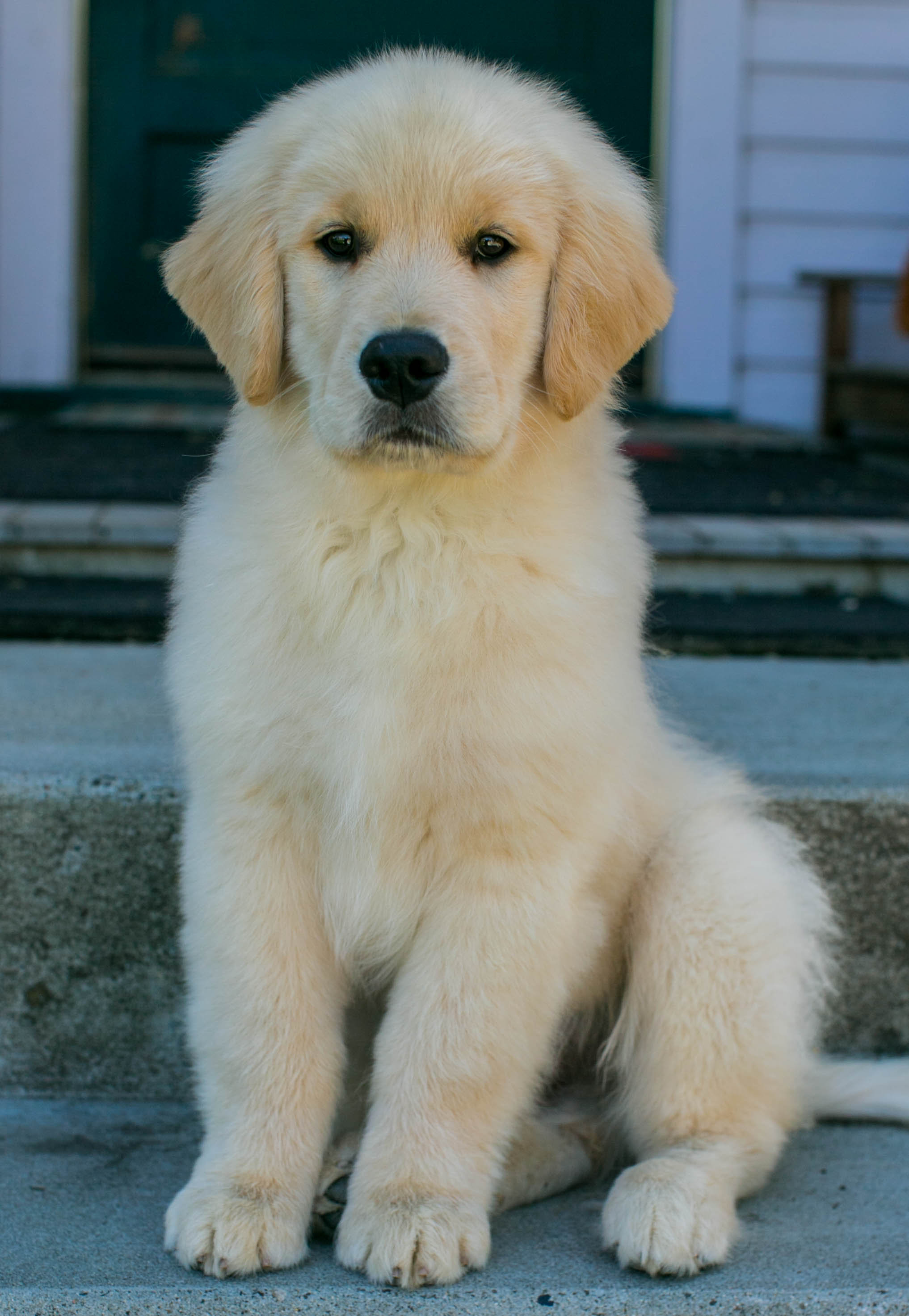 Drew, Sherwood's Unprecedented CGC CGCA CGCU TKI