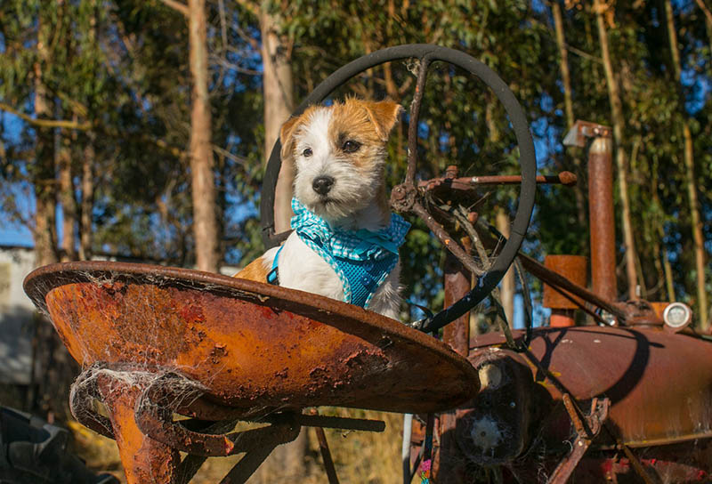 Laney, D.B.F. Sherwood's Super Sleuth CGC TKN