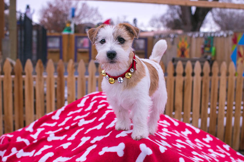 Laney, D.B.F. Sherwood's Super Sleuth CGC TKN