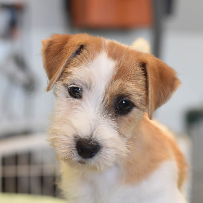 D.B.F. Sherwood's Super Sleuth