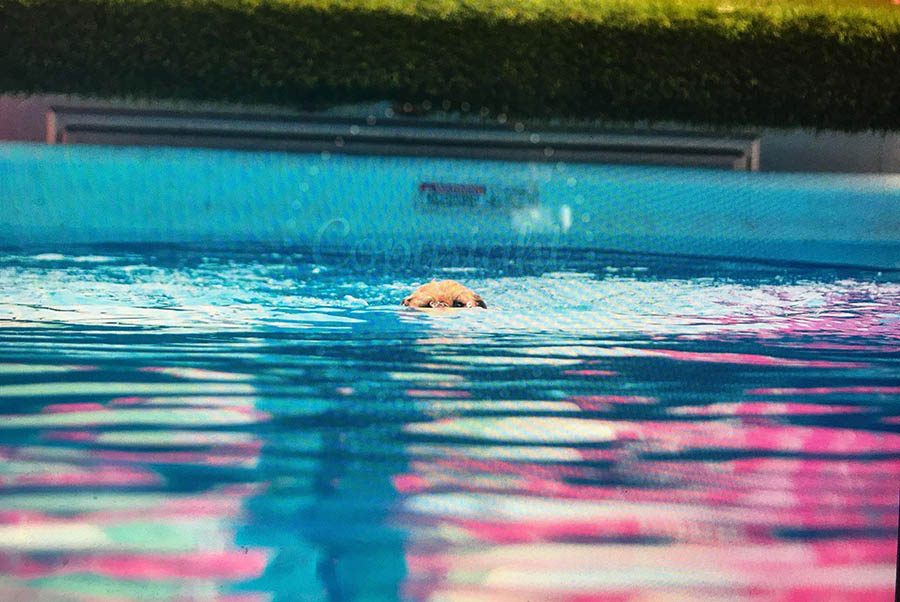 Libby, GCH Foxfield Sherwood's Super Hero FDC BCAT THDN DJA CGCA CGCU TKP