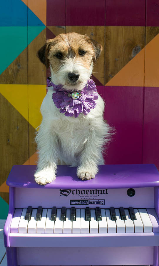 Libby, GCH Foxfield Sherwood's Super Hero FDC BCAT THDN DJA CGCA CGCU TKP