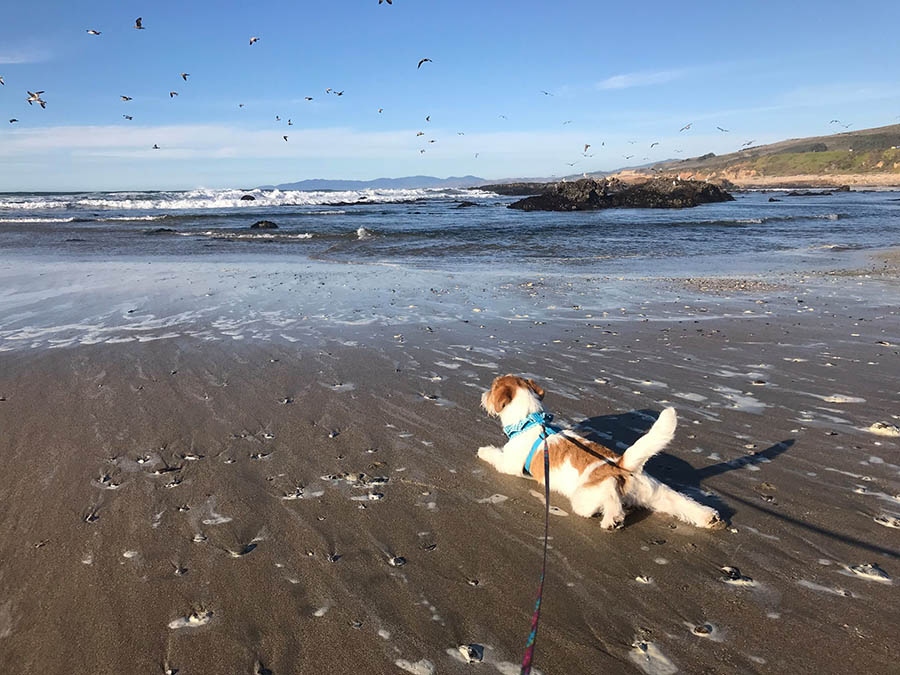 Libby, GCH Foxfield Sherwood's Super Hero FDC BCAT THDN DJA CGCA CGCU TKP