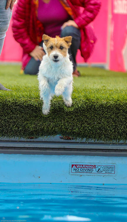 Libby, GCH Foxfield Sherwood's Super Hero FDC BCAT THDN DJA CGCA CGCU TKP
