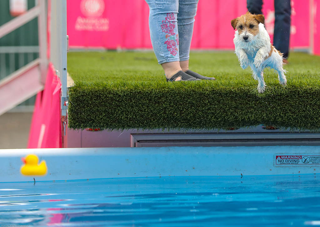 Libby, GCH Foxfield Sherwood's Super Hero FDC BCAT THDN DJA CGCA CGCU TKP