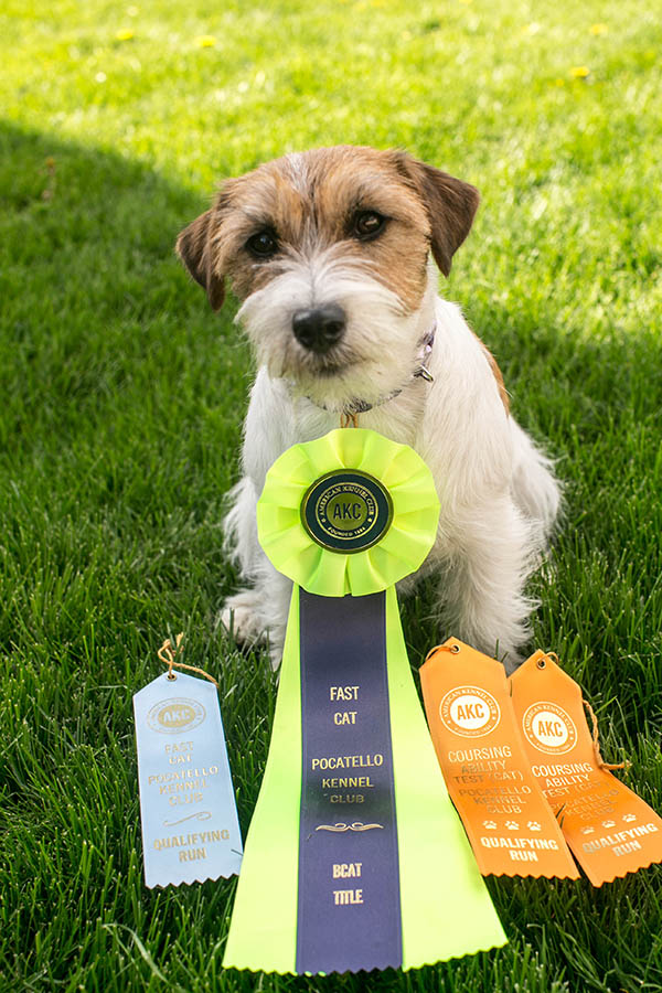 Libby, GCH Foxfield Sherwood's Super Hero FDC BCAT THDN DJA CGCA CGCU TKP