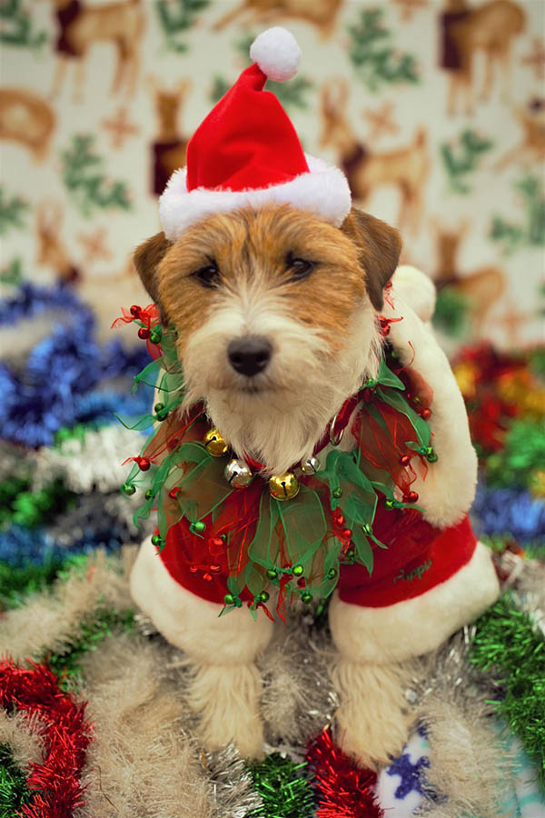 Libby, GCH Foxfield Sherwood's Super Hero FDC BCAT THDN DJA CGCA CGCU TKP