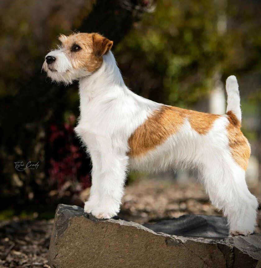 Libby, GCH Foxfield Sherwood's Super Hero FDC BCAT THDN DJA CGCA CGCU TKP