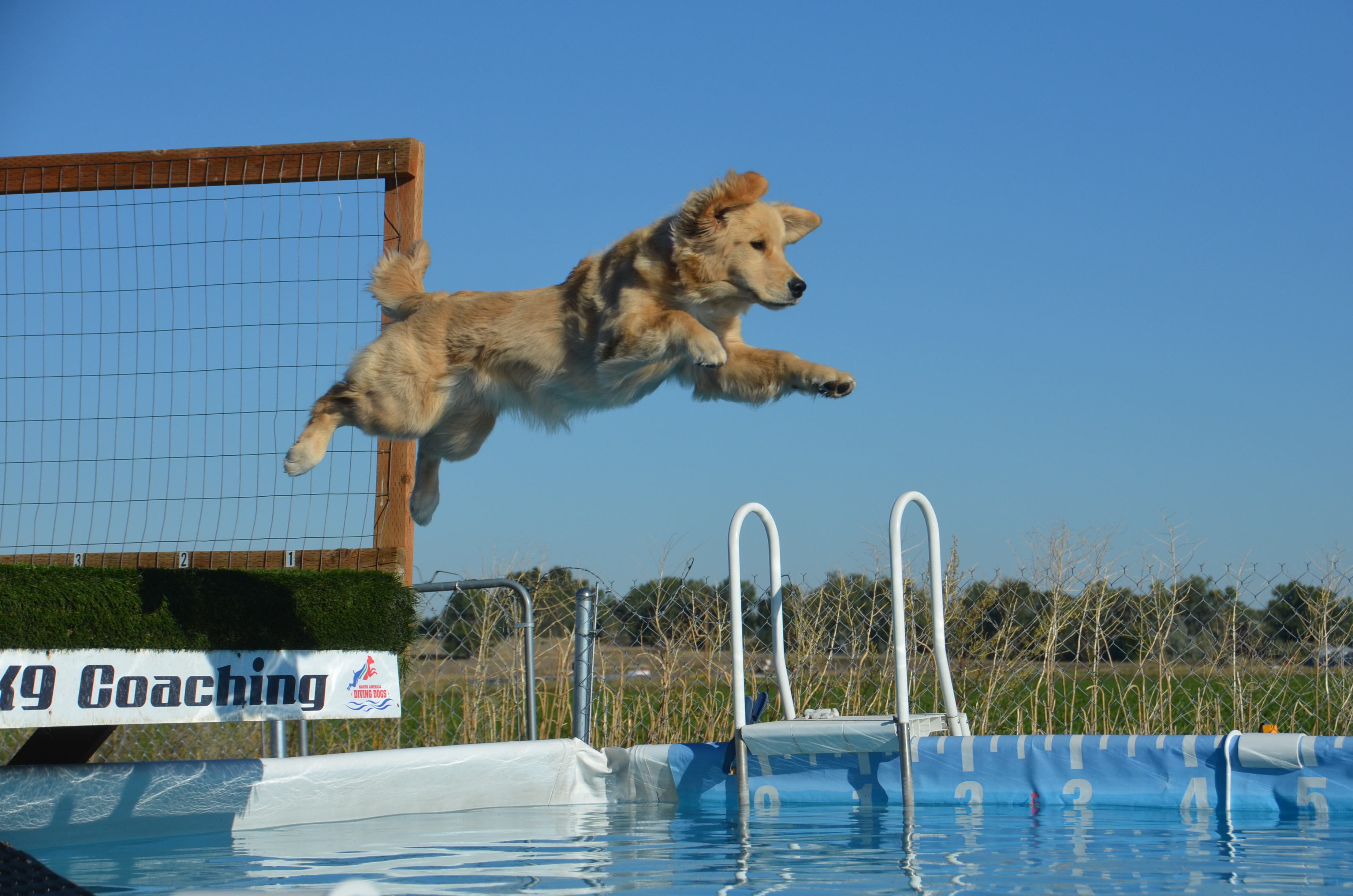 Truffles, Sherwood's GoDiva CGC CGCA CGCU TKN DN DS